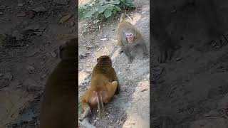 funny video funnyvideo funny funnyshorts funnymoments funnyanimals funnycomedy 4 June 2023 [upl. by Adnalohs]