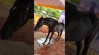 🤩Agri Expo🥳 agriculture Eyarkaivivasayam gardening namakkal selfieedivivlogs vivasayam [upl. by Anoy706]