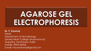 Agarose Gel Electrophoresis [upl. by Darsey395]