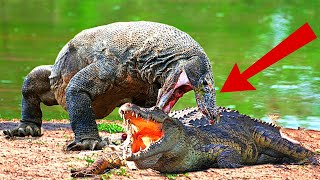 Komodo Dragon Vs Crocodile  Wildlife Battle [upl. by Akirat]