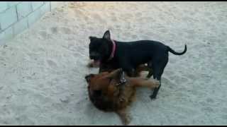 Nasty Dog Fight Pit Bull attacked by Mixed Breed [upl. by Herrick334]