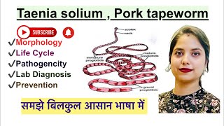 Taenia Solium in Hindi  Morphology  Life cycle  Lab diagnosis  Parasitology  Microbiology [upl. by Annaehs]