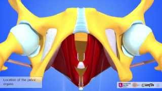 The muscles of the inner walls of the pelvic cavity [upl. by Ogilvie]