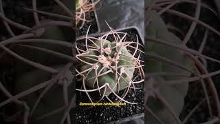 Gymnocalycium cardenasianum [upl. by Philbo733]