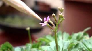 Stylidium debile working [upl. by Jard]