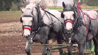 Horse Drawn EquipmentTaylor Horsefest [upl. by Sivaj]