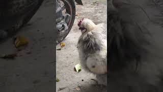 Silkie Rooster under the rain whitesilkychicken silkiechicken [upl. by Nanaek15]