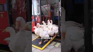 Walking white goose animals heartwarmingpets animallover cute [upl. by Yesmar28]