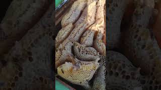 Video 2 of the long hive relocation Got the hive open after 6 years of being closed [upl. by Brig]