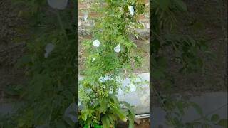 Plant name ento cheppandi alage pushpala name [upl. by Bergstein191]