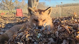 Finnegan Fox plays in the leaves on the trampoline [upl. by Obocaj]