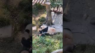 Panda charged at zookeeper [upl. by Seebeck]