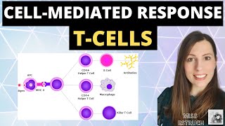 CELLMEDIATED response  Alevel biology immunity cellular response of T cells T Lymphocytes [upl. by Kinnon]