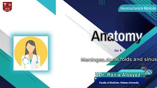 Meninges dural folds and sinuses 4 [upl. by Acile]