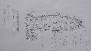 How to draw easy Leucosolenia  ल्यूकोसोलीनिया का चित्र  BLOOMING ART AND DESIGN [upl. by Aenal885]