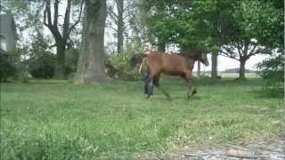 Yearling Horse Training Lunging and Changing Directions [upl. by Simons28]