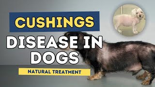 Cushings Disease in Dogs Natural Treatment [upl. by Ecadnarb215]