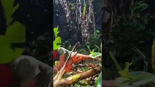 Coins inside banana tree  experiment gone wrong  magic shorts coin [upl. by Goodson]