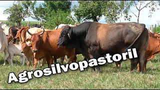 GANADERIÍA AGROSILVOPASTORIL [upl. by Lali]