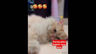 Kucing lucu galau habisin uang jajan masitadewiarifani173 [upl. by Shanley]