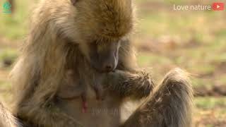 15 Painful Moments Baboon Fights Evil Crocodile To Rescue His Baby From Death wanimalus [upl. by Raina]