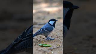 Cinereous Tit viralreels viralshorts viralvideos birding naturelovers birds birdwatching [upl. by Ocirderf]