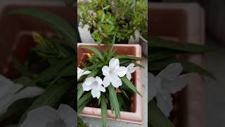 Ruellia simplex  beautiful flowers 💐 mossross purslane  plants bonsai youtubeshorts shorts [upl. by Byrom706]