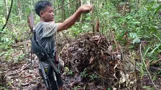 Bersama golon mura Cek jerat lansung berburu [upl. by Fabozzi]