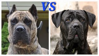 Presa Canario VS Cane Corso [upl. by Hunter]