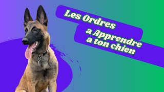 Les ordres a apprendre a ton chien [upl. by Ellehcer204]