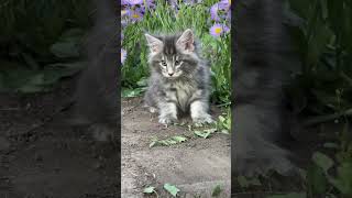 Junior Blue Silver Blotched Tabby Maine Coon Male Kitten Available Now  Purebred Kitties [upl. by Kirby]