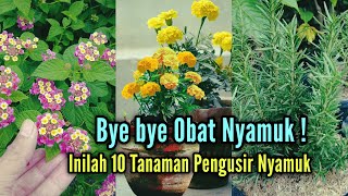 Bye Bye Obat Nyamuk  Inilah 10 Tanaman Hias Pengusir Nyamuk Secara Alami [upl. by Molly]