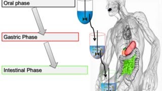 Pepsin Activity Assay for In Vitro Food Digestion 2014 Minekus et al Food amp Function [upl. by Htebzile]