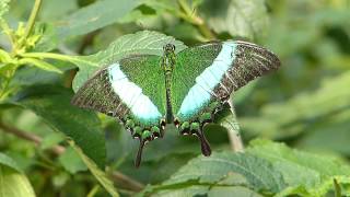 Grüner Schwalbenschwanz  Papilio palinurus [upl. by Brittan]