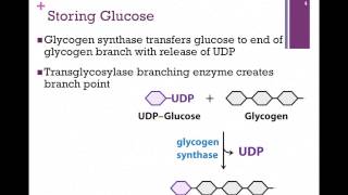 097Glucose Storage amp Release [upl. by Lawan]