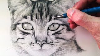 How to Draw a Cat [upl. by Yduj]