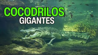 TOP Curiosidades Sobre Los COCODRILOS [upl. by Miguela781]