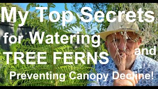 How to Water Tree Ferns Dicksonia antarctica The Right Way [upl. by Oech]