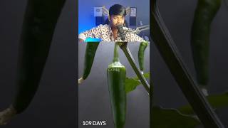 158 Days in 50 second  Peter Pepper Time Lapse shorts [upl. by Ayahsal]