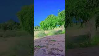 desertvillage field farming desert thar duet desertvillagelife shortsviral [upl. by Enylorac]