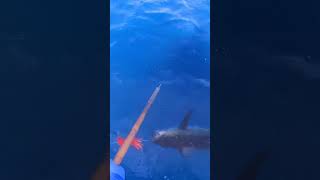 YELLOWFIN on the GREENSTICK fishing fish shorts tuna [upl. by Eichman]