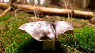 Čirůvka havelka  Tricholoma portentosum [upl. by Fruin]