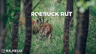 The Roebuck Rut  Hunting Magic Moments [upl. by Llerrat]