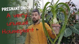 Pregnant Onion Albuca bracteata Care and tips [upl. by Sigismundo]