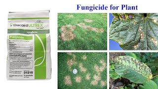 Daconil Ultrex Turf Care Fungicide [upl. by Marian]