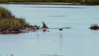 New Life Breeding Birds of Seabrook Island SC [upl. by Gleda]