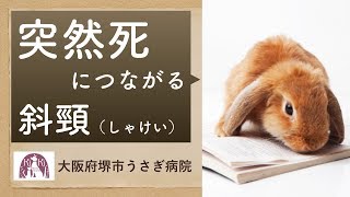 うさぎの斜頸と眼振！突然死もおこりうる危険性を解説～エンセファリトゾーン症【大阪府堺市うさぎ病院】外耳炎も解説 [upl. by Siriso]