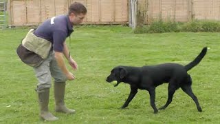 Gundog training Retrieve problems [upl. by Melisse628]