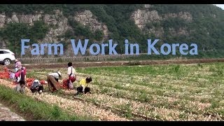 Farm Work in Korea [upl. by Ahsinauq]