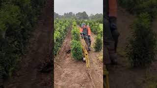 Machine Undercutting Hedges at Mathias Nurseries [upl. by Airlie]